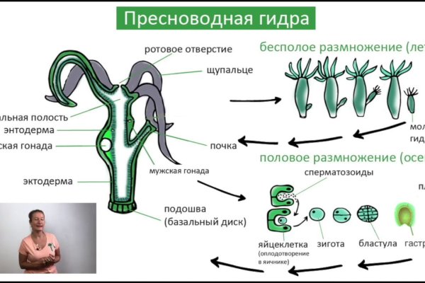 Kraken https